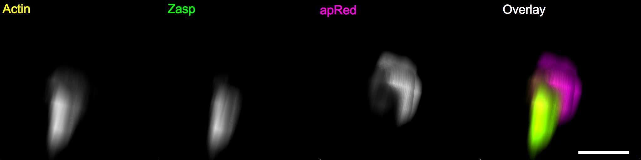 602629_supp_B3857FB6-89EA-11E8-A36E-F7984D662D30
