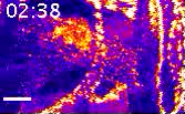 602629_supp_C3D53622-89EA-11E8-BE28-70994D662D30