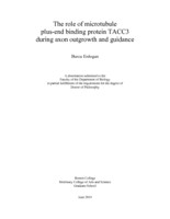 The role of microtubule plus-end binding protein TACC3  during axon outgrowth and guidance